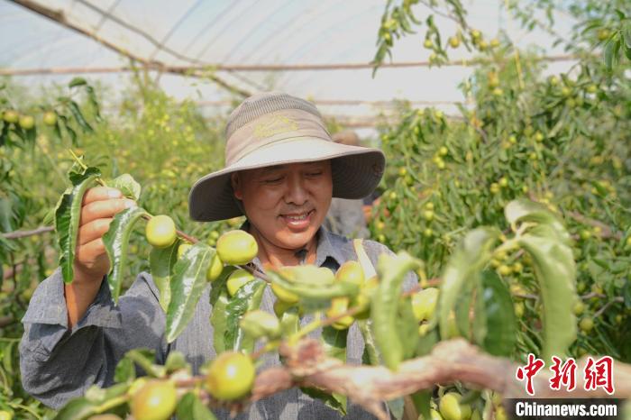 冬枣基地里冬枣产量可观，种植户乐开颜。张忠玲摄