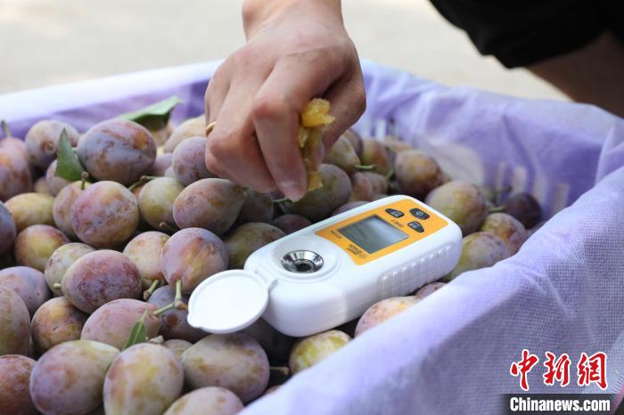 图为工作人员检测新疆伽师新梅糖度。周旋 摄