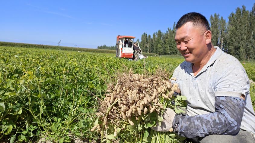 9月7日，花生种植户周志勇在查看颗粒饱满的花生。华岩明摄 