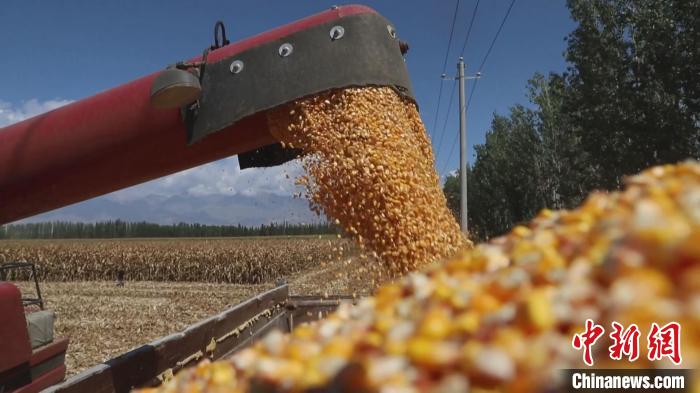 新疆巴州逾100万亩籽粒玉米迎来丰收 100%机械化助力粮食颗粒归仓。(布音克西克 　摄)