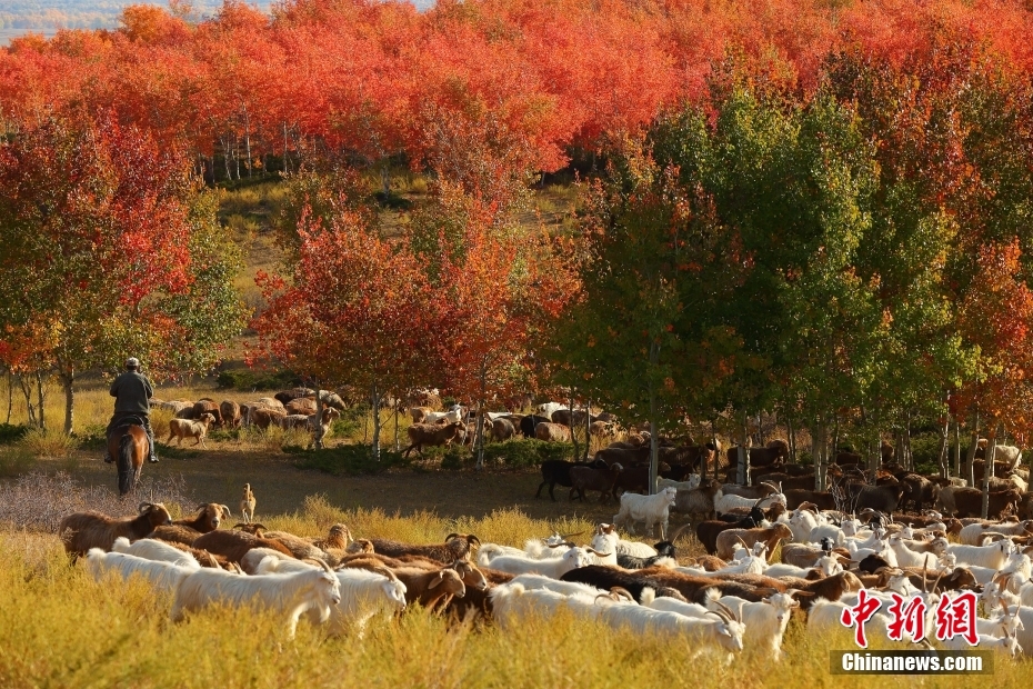 10月10日，新疆阿勒泰地区哈巴河县萨尔布拉克镇，牧民正赶着牲畜在红叶林觅食。 图/视觉中国