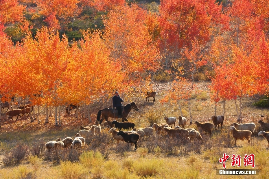 10月10日，新疆阿勒泰地区哈巴河县萨尔布拉克镇，牧民正赶着牲畜在红叶林觅食。 图/视觉中国