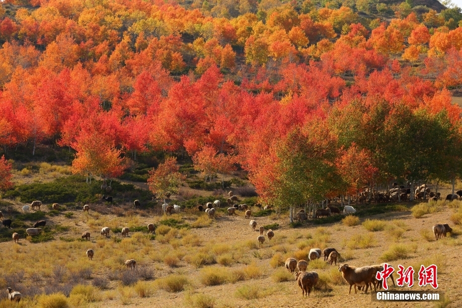 10月10日，新疆阿勒泰地区哈巴河县萨尔布拉克镇，牧民正赶着牲畜在红叶林觅食。 图/视觉中国