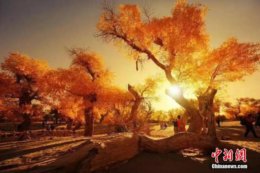 金秋十月，新疆沙雅县境内的470万亩原始胡杨林迎来最佳观赏时节，吸引众多游客前往。在塔里木河湿地旅游景区（原始胡杨林地生态文化景区），金色的胡杨与碧水、蓝天共同构成一幅美丽的画卷，让人流连忘返。 程磊 摄