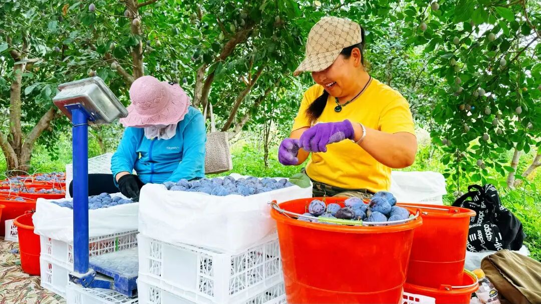 202509021756791110107476.jpeg 062d17072b3af35d6348b53b3ff92cfe_W020250901469405479302.jpeg