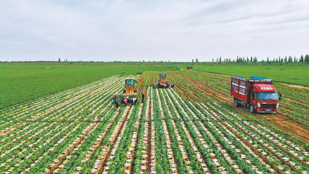 202509151757934699548095.jpg 2.jpg