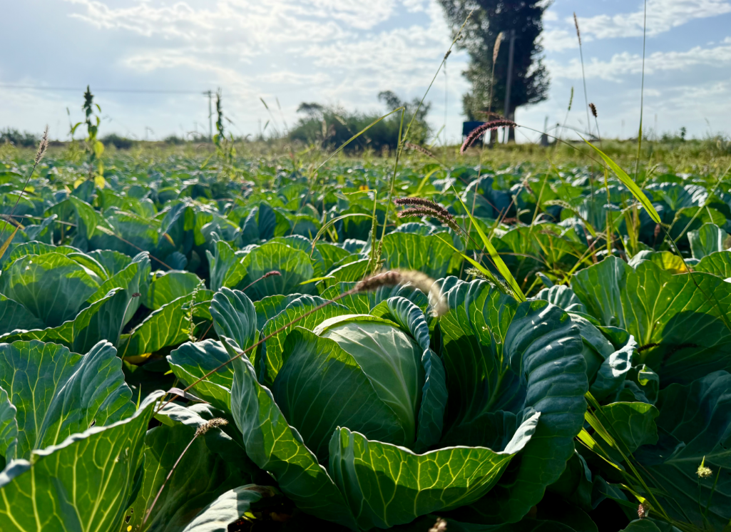 202509151757935303128036.png 3.png