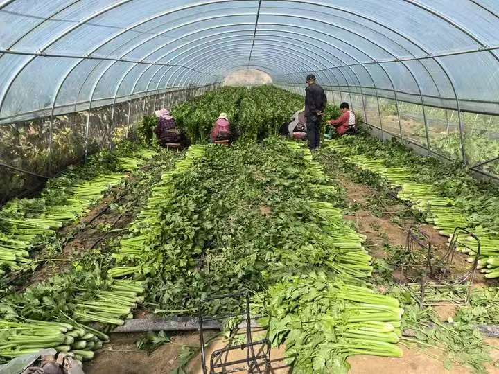 202510041759585798137034.jpg 56a051dea191473431e693b4fd48244b.jpg