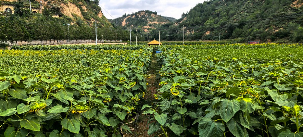 202510121760248416368309.jpg 14.jpg