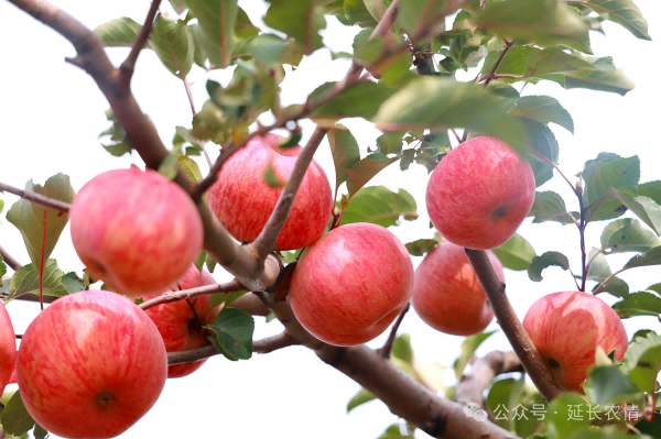 202511021762077196271874.png 3.png